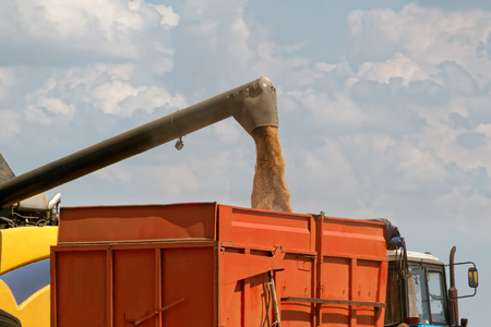 Combine harvester load wheat in the truck at the time of harvest in a sunny summer dayの写真素材