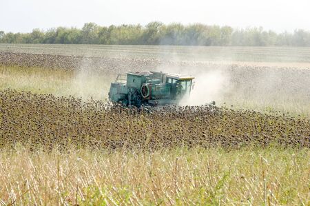 Big green harvester in the field mowing ripe, dry sunflower. Autumn harvest. The work of agricultural machinery.の写真素材