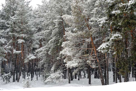 Trunks of trees in winter in cold colors. Winter landscape after a blizzard.の写真素材