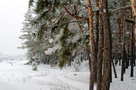 Trunks of trees in winter in cold colors. Winter landscape after a blizzard.の写真素材