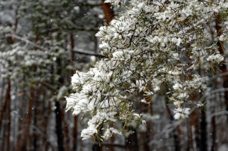 Trunks of trees in winter in cold colors. Winter landscape after a blizzard.の写真素材