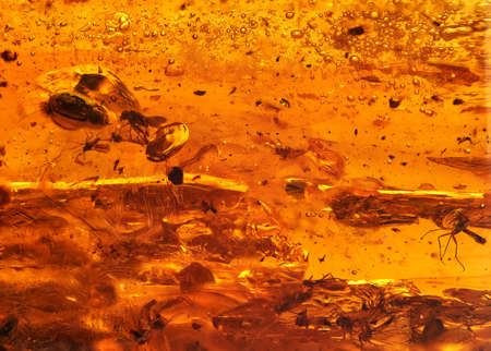 The enclosure.Frozen resin with dead insects in it. Macro photographyの写真素材