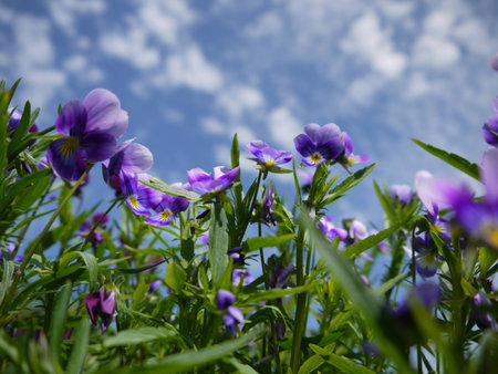 Viola