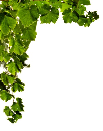 Branches of grape  (selective focus, motion blur), white background.の写真素材
