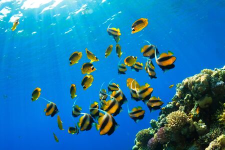 Butterflyfishes (Heniochus intermedius Steindachner and Chaetodon fasciatus Forsskal) in the Red Sea, Egypt.の写真素材