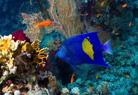 Yellowbar Angelfish (Pomacanthus maculosus) on a coral reef in the Red Sea, Egypt.の写真素材
