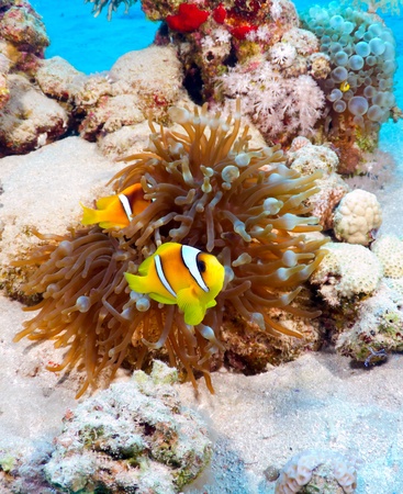 Twoband anemonefish (Amphiprion bicinctus) in the Red Sea, Egypt.の写真素材