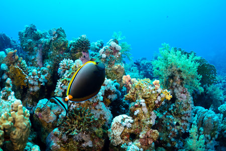 Elegant unicornfish (Naso elegans) in the Red Sea, Egypt.
