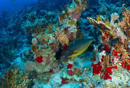 Sleek unicornfish (Naso hexacanthus) in the Red Sea, Egypt.
