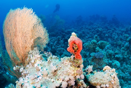 Spanish dancer eggs and Gorgonia in the Red Sea, Egypt. の写真素材
