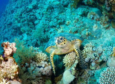 Hawksbill sea turtle (Eretmochelys imbricata) in the Red Sea, Egypt. 