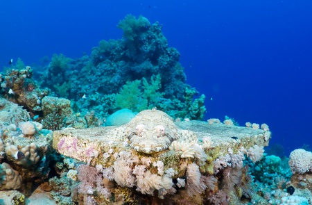 Tentacled flathead (Papilloculiceps longiceps) in the Red Sea, Egypt. の写真素材