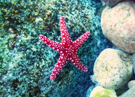 Starfish on a stone under waterの写真素材