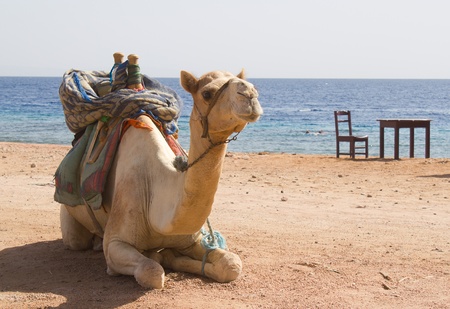 White camel sits against the sea, chair and tableの写真素材