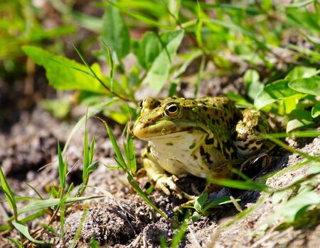 Spotty frog sitting on the shore river の写真素材