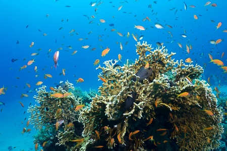 Coral and fishes in the Red Sea, Egypt.の写真素材