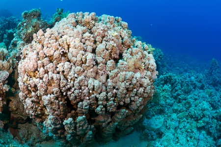 Dome coral (Porites nodifera) in the Red Sea, Egypt.の写真素材