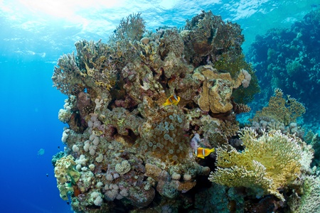 Twoband anemonefish (Amphiprion bicinctus) in the Red Sea, Egypt.の写真素材