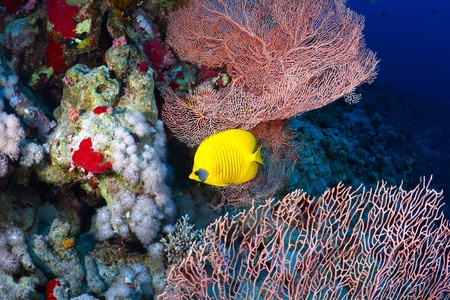 Bluecheek butterflyfish (Chaetodon semilarvatus Cuvier) in the Red Sea, Egypt.の写真素材