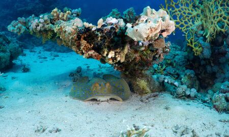 Bluespotted ribbontail ray (Taeniura lymma) in the Red Sea, Egypt. の写真素材