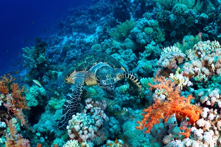 Hawksbill sea turtle (Eretmochelys imbricata) in the Red Sea, Egypt. の写真素材