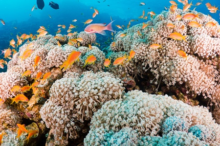 Coral and fishes in the Red Sea, Egypt の写真素材