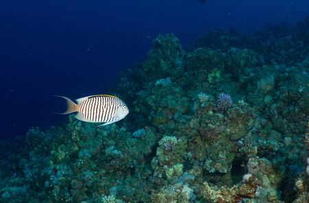 Zebra angelfish  Genicanthus caudovittatus  on a coral reef in the Red Sea, Egypt の写真素材