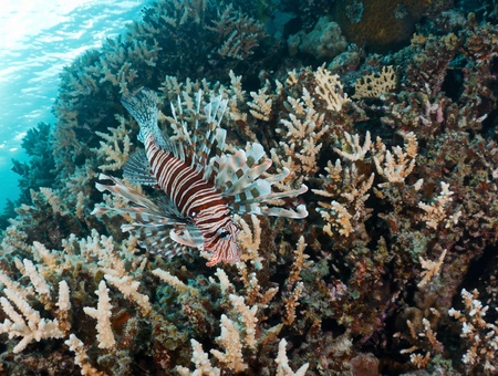 Lionfish  Pterios miles  on a coral reef in the Red Sea, Egypt の写真素材