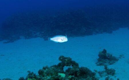 Peacock wrasse  Iniistius pavo  on a coral reef in the Red Sea, Egypt の写真素材