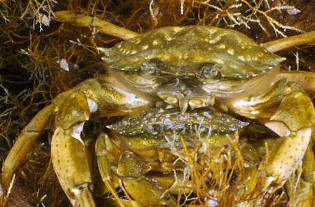 Two Grass Crabs (Carcinus aestuarii) on the background of grass. Black Sea.