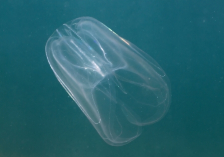 Jellyfish (Mnemiopsis leidyi) underwater in the Black Sea.の写真素材