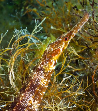Pipefish (Syngnathus nigrolineatus) underwater, in the Black Sea.の写真素材