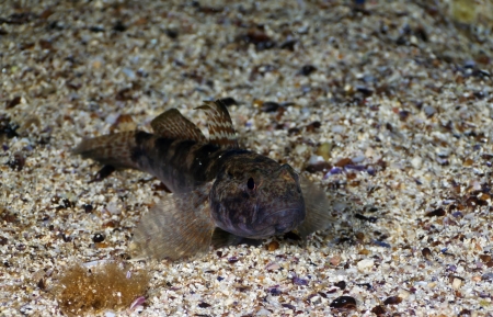 Monkey goby (Gobius fluviatilis) on the background of sand. Black Sea.の写真素材