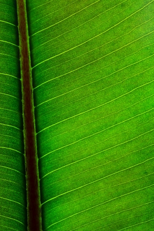 Close-up of a green leaf macro shot.の写真素材
