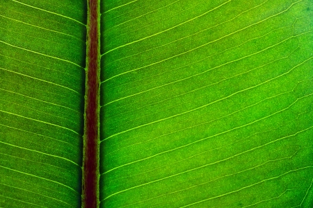 Close-up of a detailed leaf texture.の写真素材