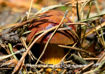 Boletus badius  Xerocomus badius  mushroom in the forest の写真素材