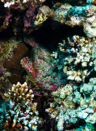 Stonefish (Synanceia verrucosa) in the Red Sea, Egypt.の写真素材