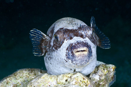 Masked puffer (Arothron diadematus) at night in the Red Sea, Egypt.