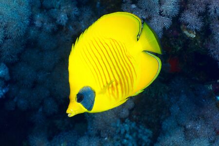 Bluecheek butterflyfish (Chaetodon semilarvatus Cuvier) in the Red Sea, Egypt.の写真素材