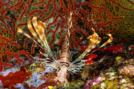 Lionfish (Pterios miles) on the background of  corals in the Red Sea, Egypt.の写真素材
