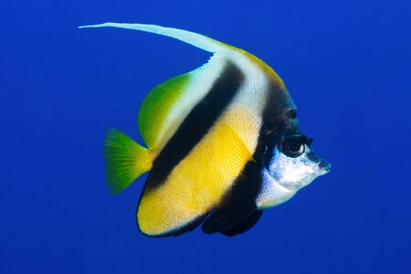 Butterflyfish (Heniochus intermedius Steindachner) in the Red Sea, Egypt.の写真素材