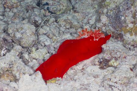 Spanish dancer  Hexabranchus sanguineus  at night in the Red Sea, Egypt の写真素材