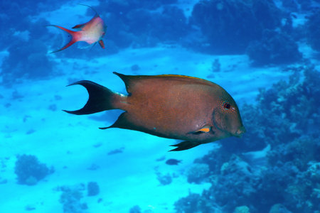 Brown surgeonfish  Acanthurus nigrofuscus  in the Red Sea, Egypt 