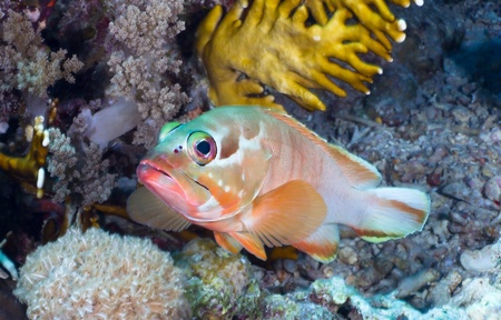 Blacktip grouper  Epinephelus fasciatus  in the Red Sea, Egypt の写真素材