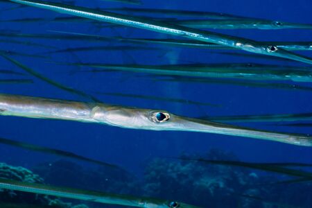 Bluespotted cornetfish  Fistularia commersonii RÃ¼ppell  in the Red Sea, Egypt の写真素材
