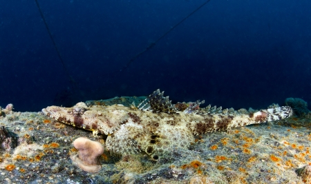 Tentacled flathead  Papilloculiceps longiceps  on the background of  shipwreck in the Red Sea, Egypt の写真素材