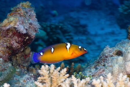 Queen coris  Coris formosa  in the Red Sea, Egypt の写真素材