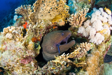 Giant moray  Gymnothorax javanicus  in the Red Sea, Egypt の写真素材