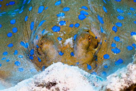 Bluespotted ribbontail ray (Taeniura lymma) close-up face, in the Red Sea, Egypt.の写真素材