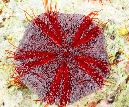 Parson's hat sea urchin (Tripneustes gratilla) in the Red Sea, Egypt.